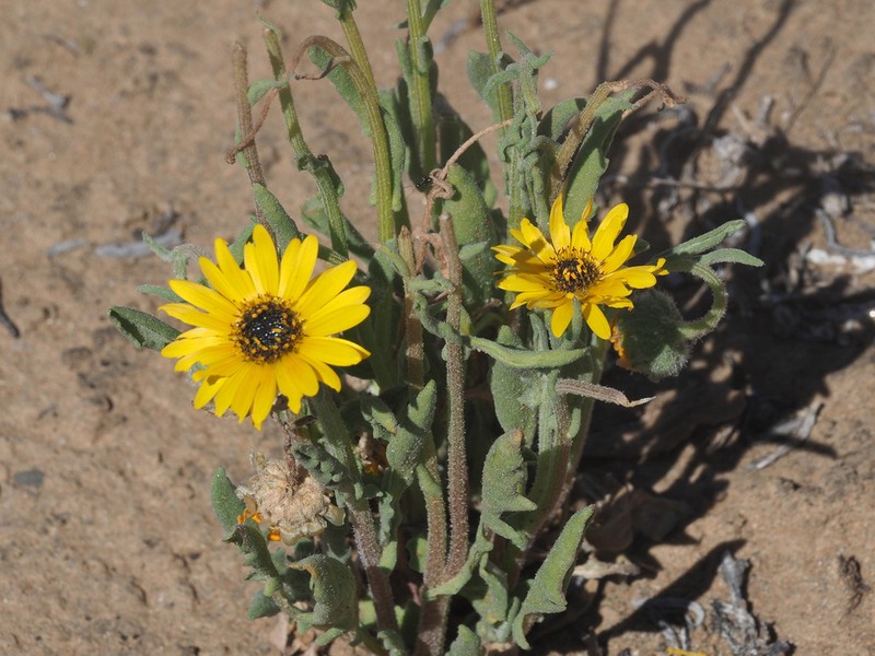 Arctotis subacaulis photo 6