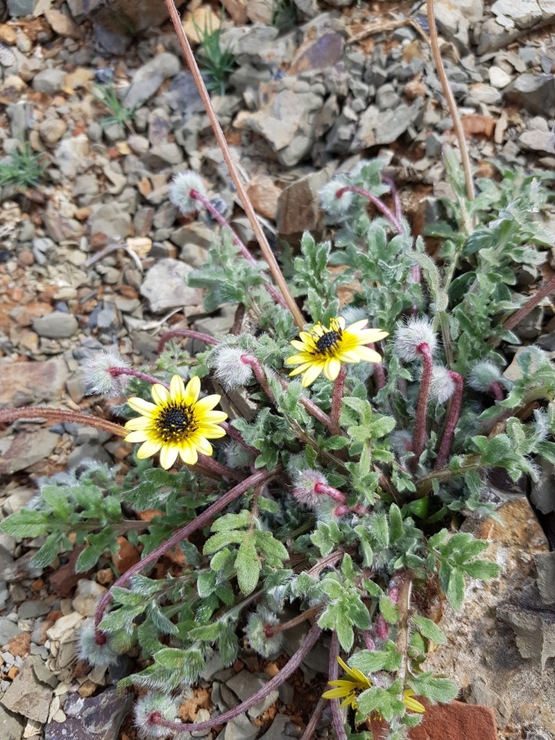 Arctotis sulcocarpa photo 2