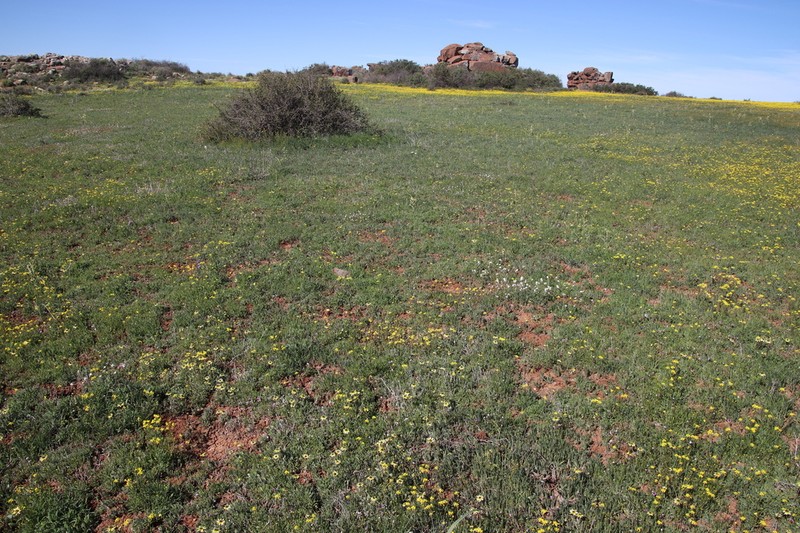 Arctotis sulcocarpa photo 3