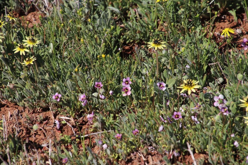 Arctotis sulcocarpa photo 5