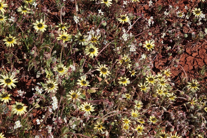 Arctotis sulcocarpa photo 6