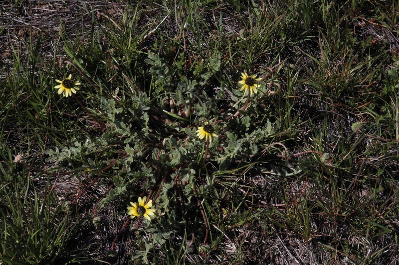 Arctotis sulcocarpa photo 7