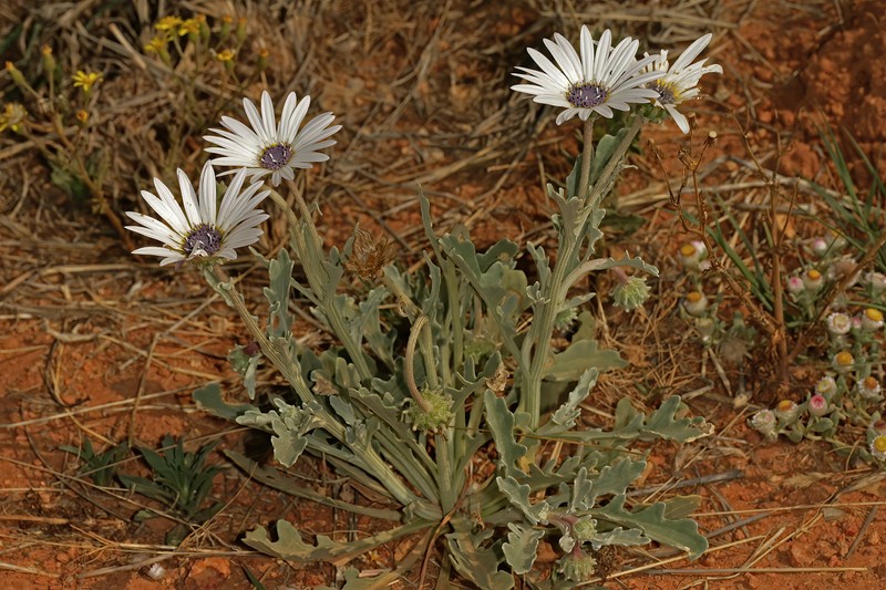 Arctotis venusta