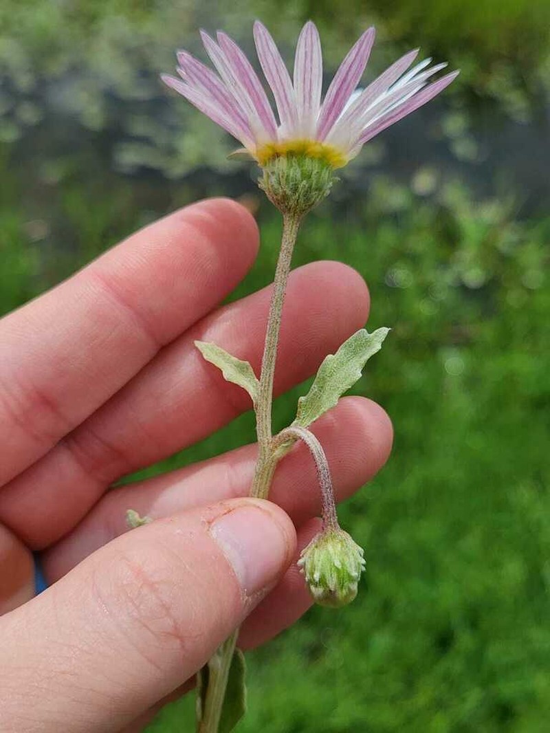 Arctotis venusta photo 2