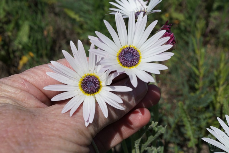 Arctotis venusta photo 3