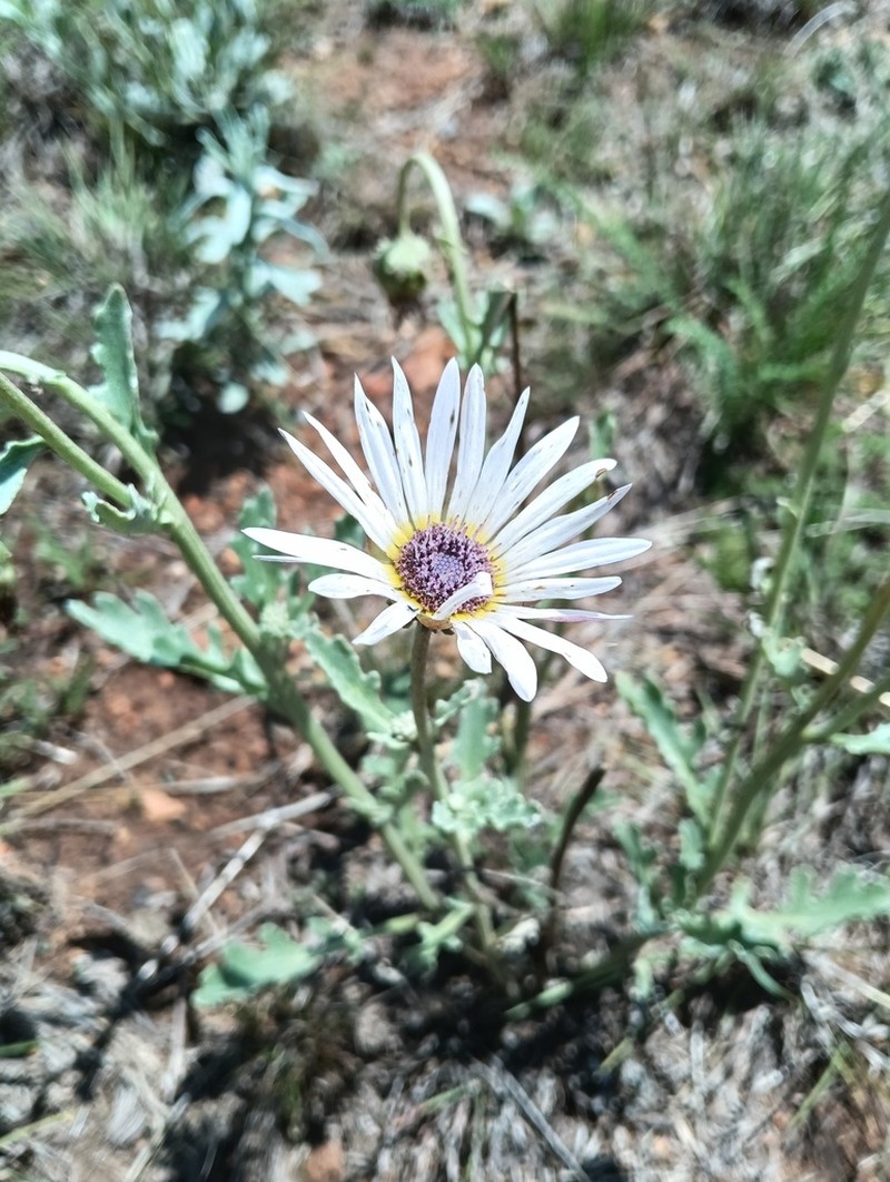 Arctotis venusta photo 6