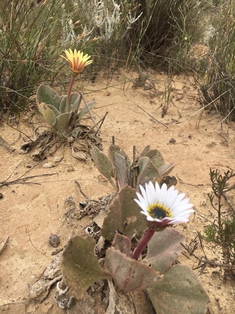 Arctotis verbascifolia photo 2