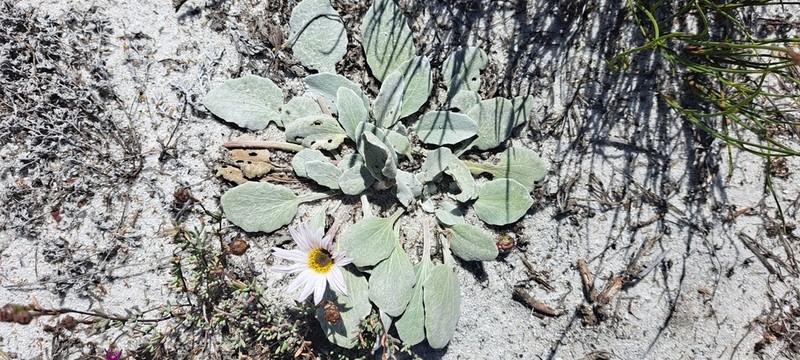 Arctotis verbascifolia photo 3