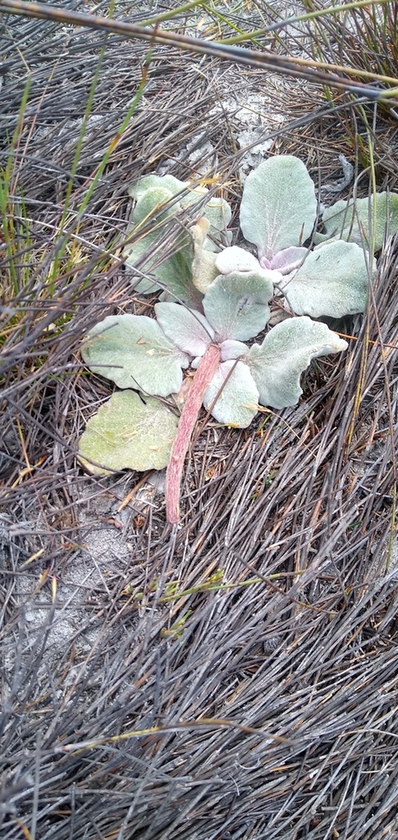 Arctotis verbascifolia photo 4