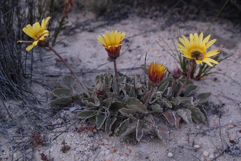 Arctotis verbascifolia photo 5
