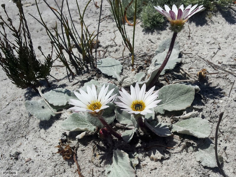 Arctotis verbascifolia photo 6