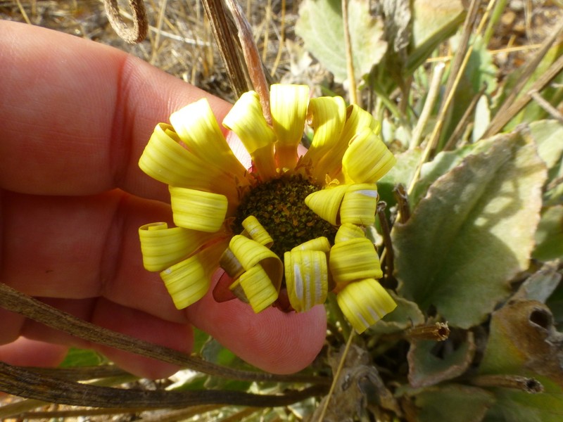 Arctotis verbascifolia photo 7