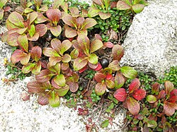 Alpine Bearberry