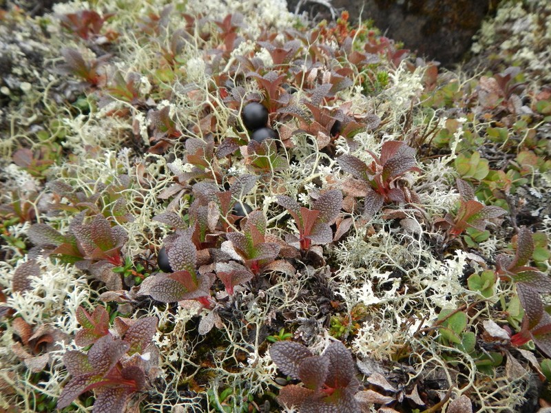 Alpine Bearberry photo 3