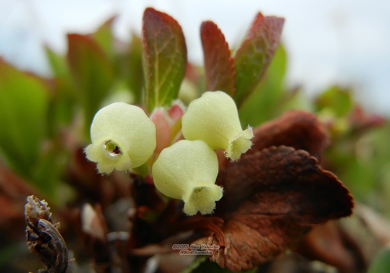 Alpine Bearberry photo 4