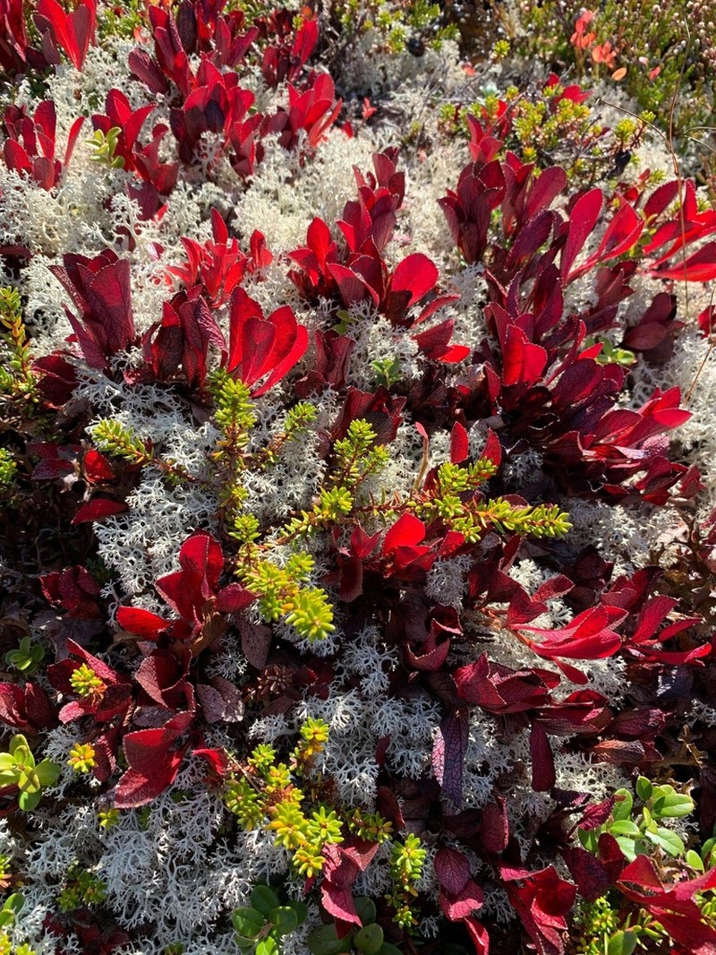 Alpine Bearberry photo 5