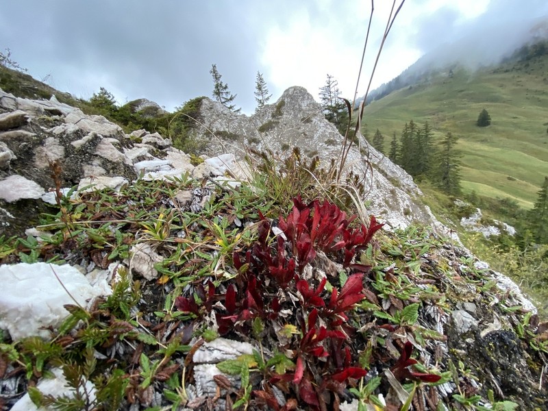 Alpine Bearberry photo 6
