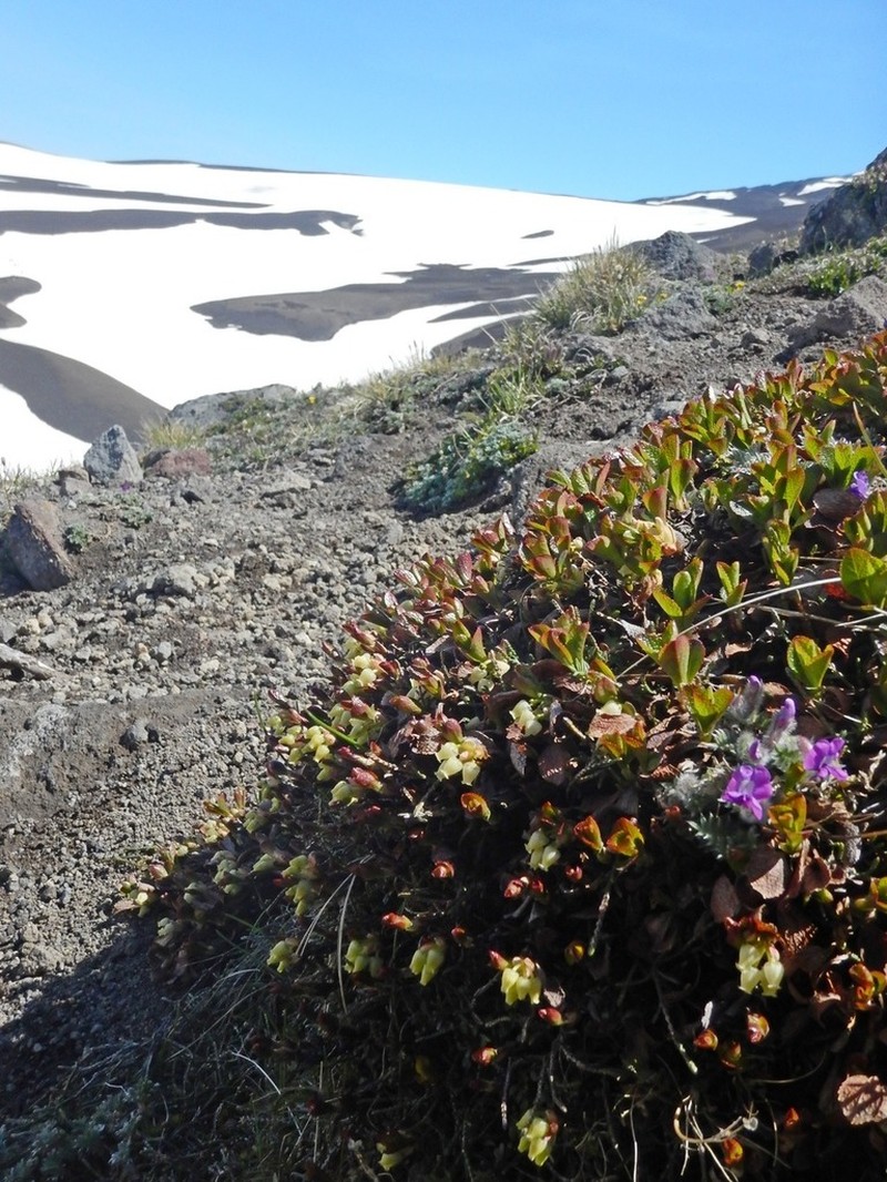 Alpine Bearberry photo 7