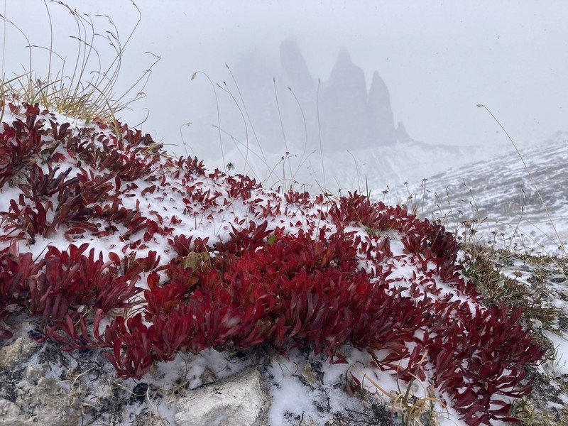 Alpine Bearberry photo 8