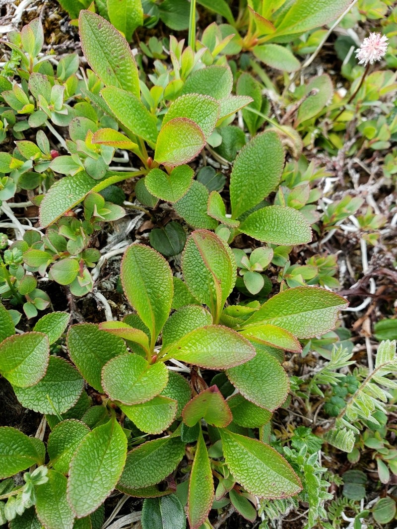 Red Fruit Bearberry