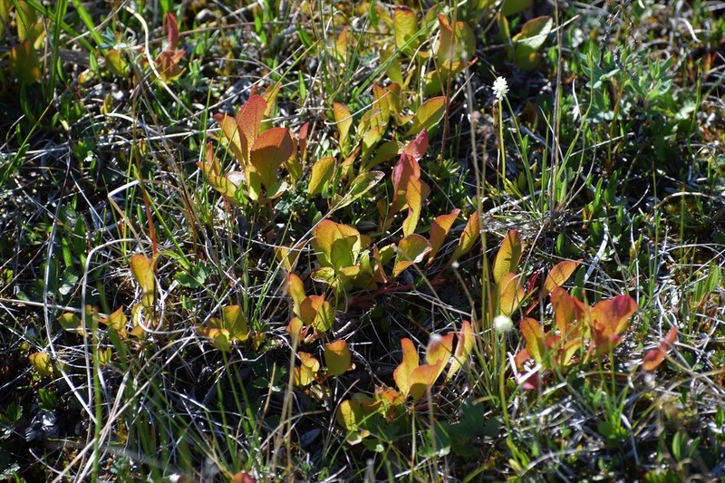 Red Fruit Bearberry photo 2