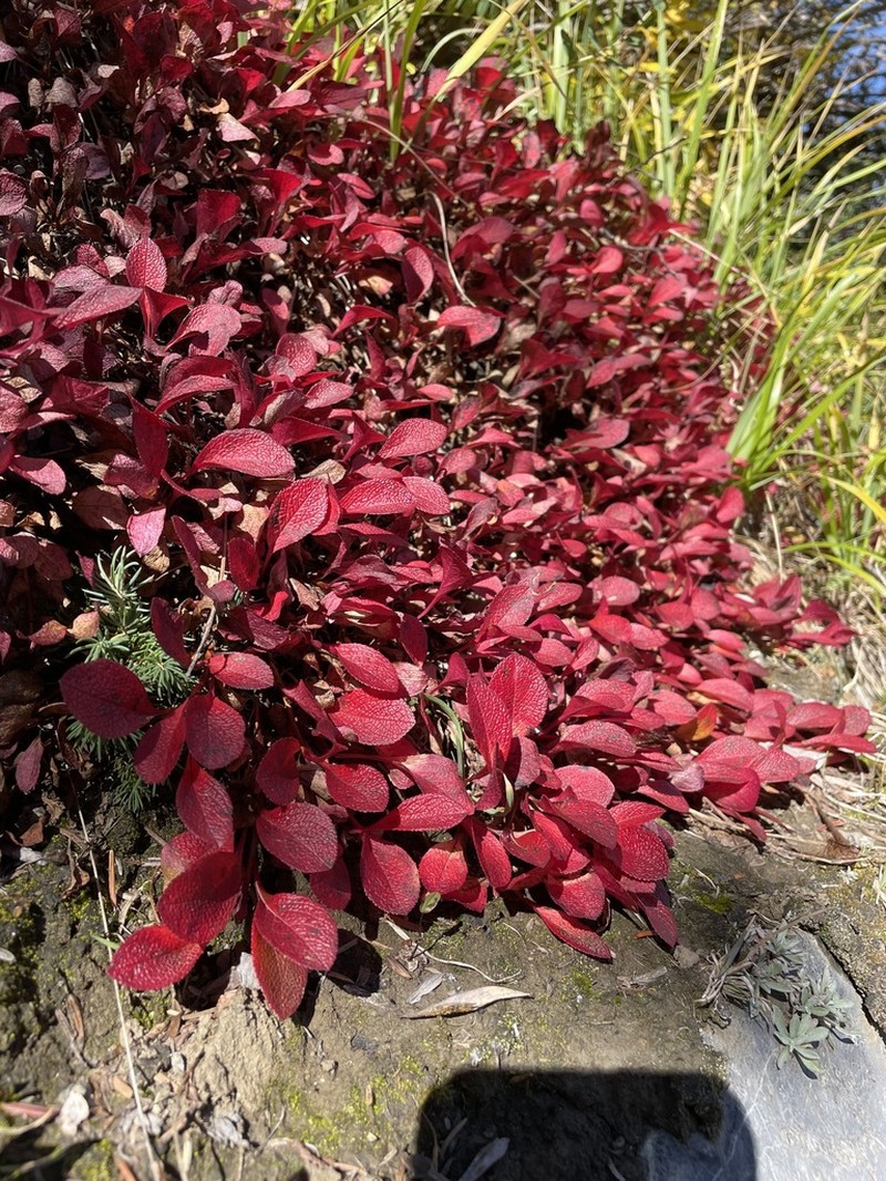 Red Fruit Bearberry photo 3