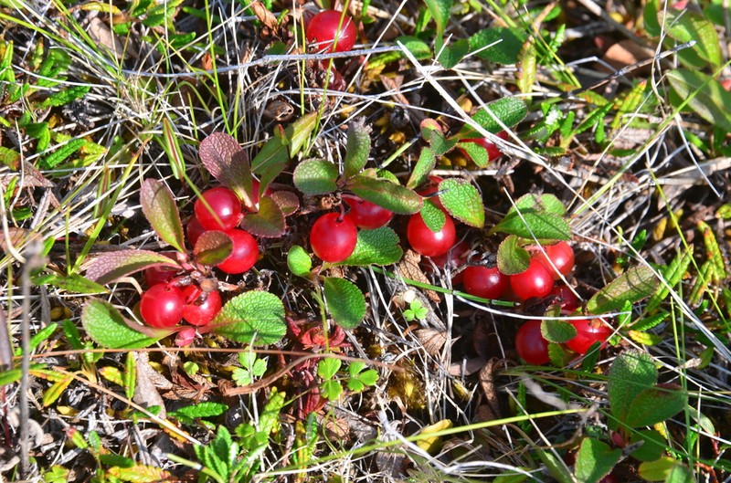 Red Fruit Bearberry photo 4