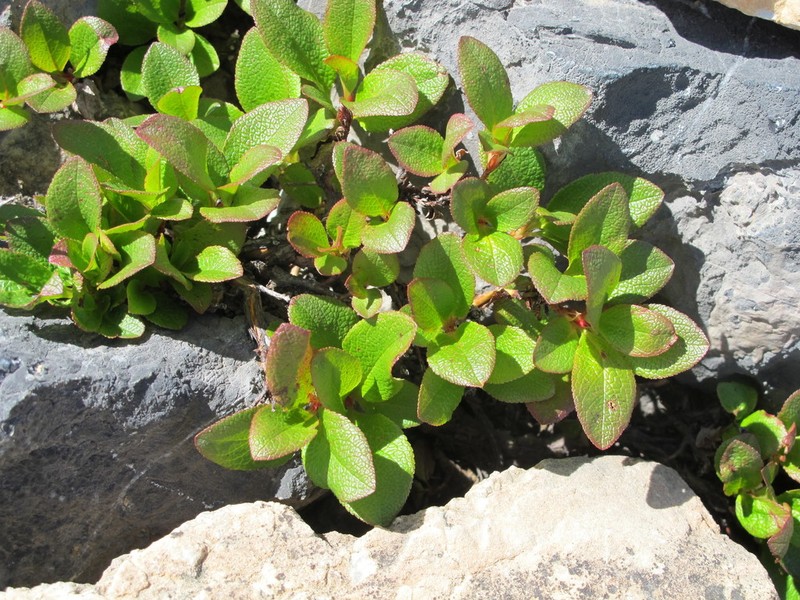 Red Fruit Bearberry photo 6
