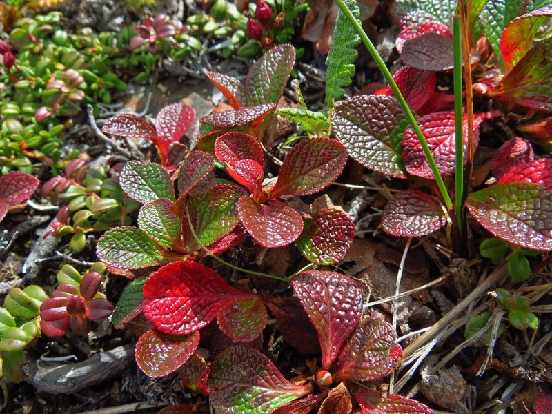 Red Fruit Bearberry photo 7