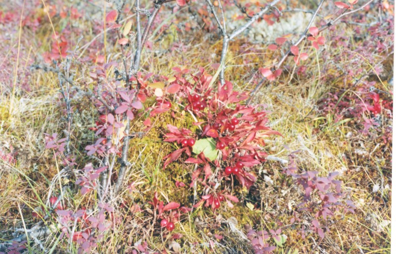 Red Fruit Bearberry photo 8