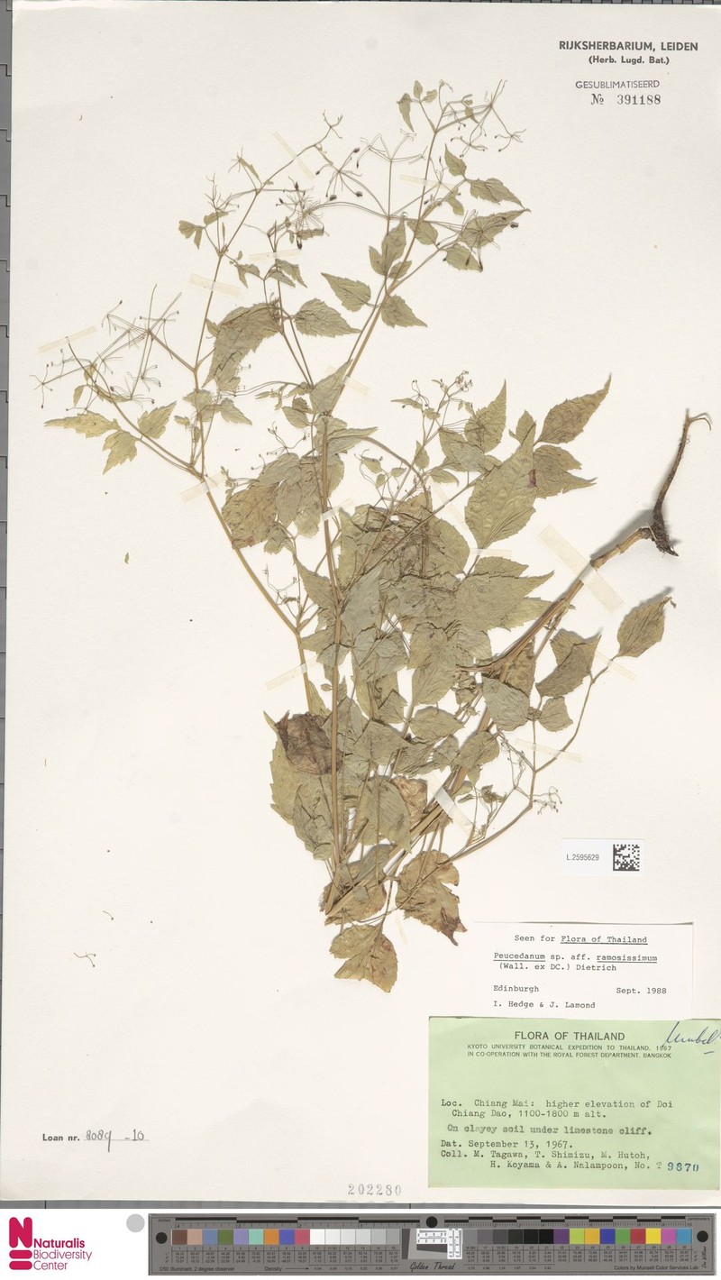 Arcuatopterus ramosissimus