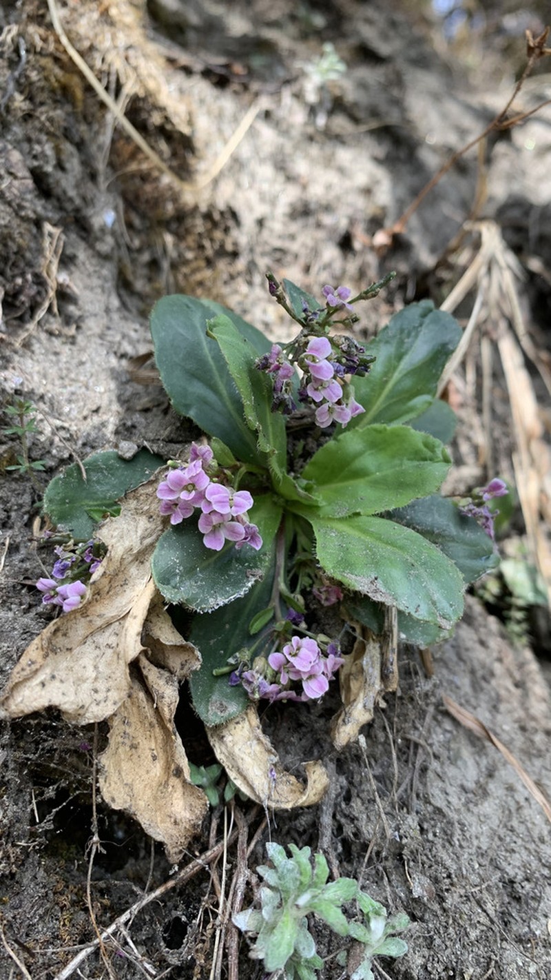 Arcyosperma primulifolium