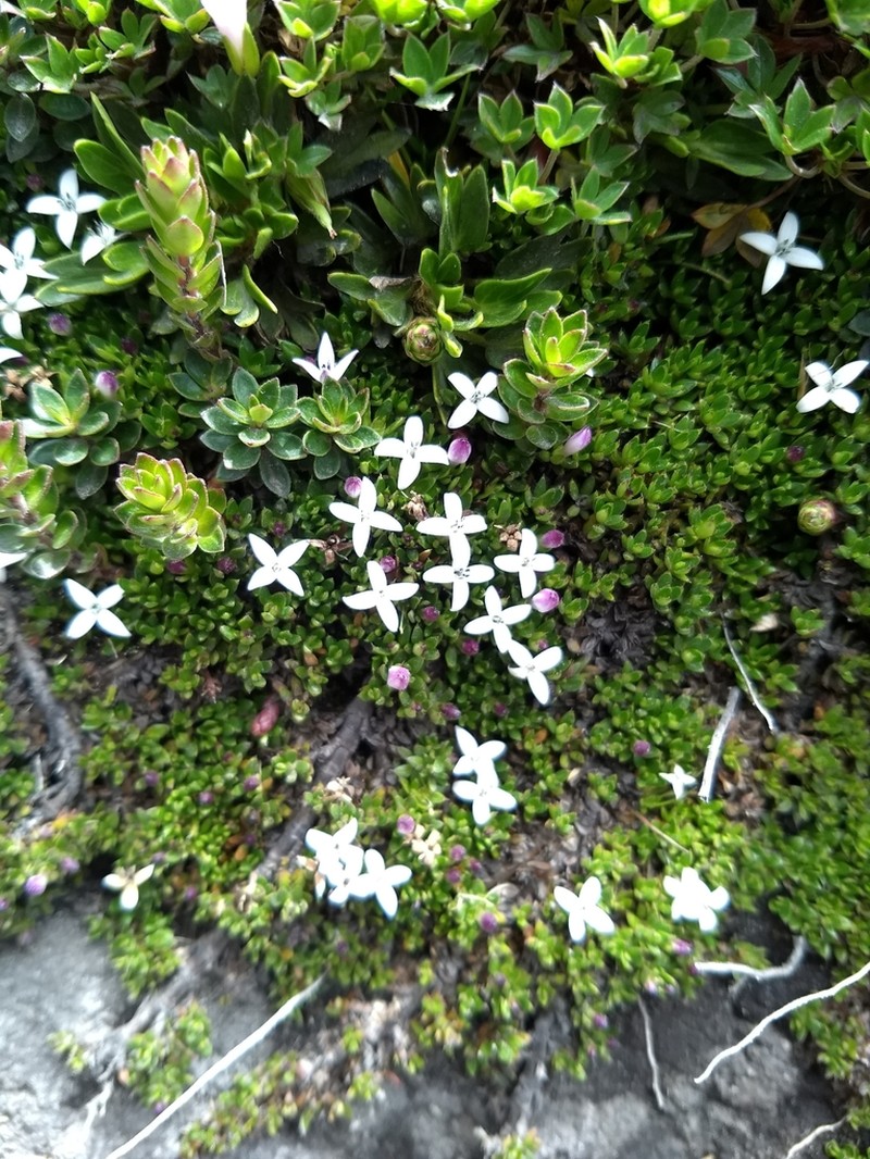 Arcytophyllum aristatum