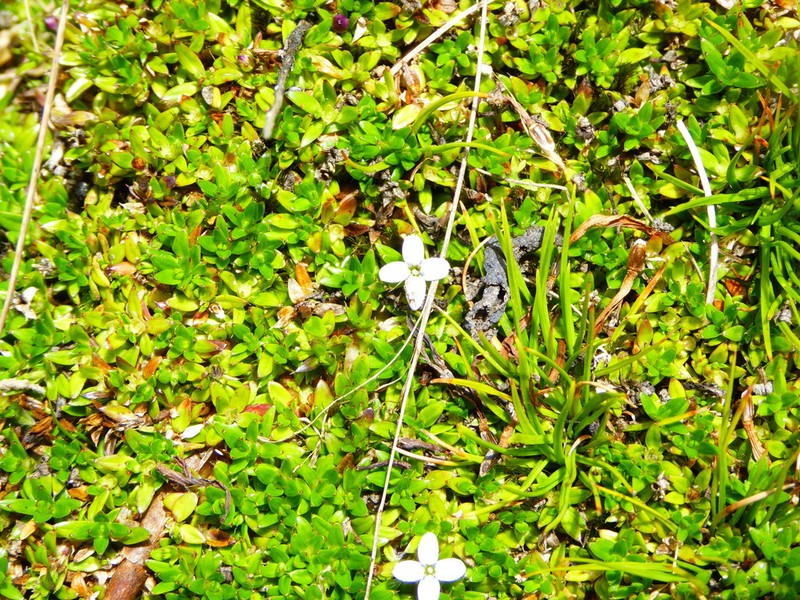 Arcytophyllum aristatum photo 2