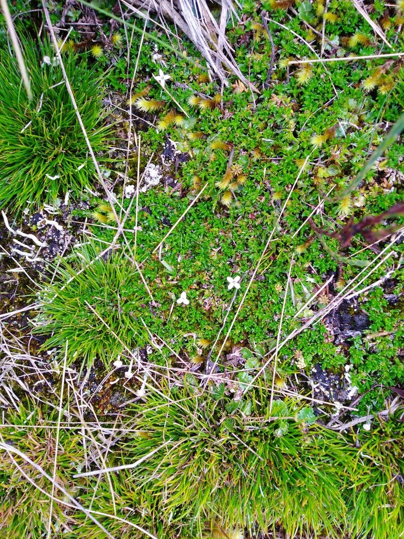 Arcytophyllum aristatum photo 3