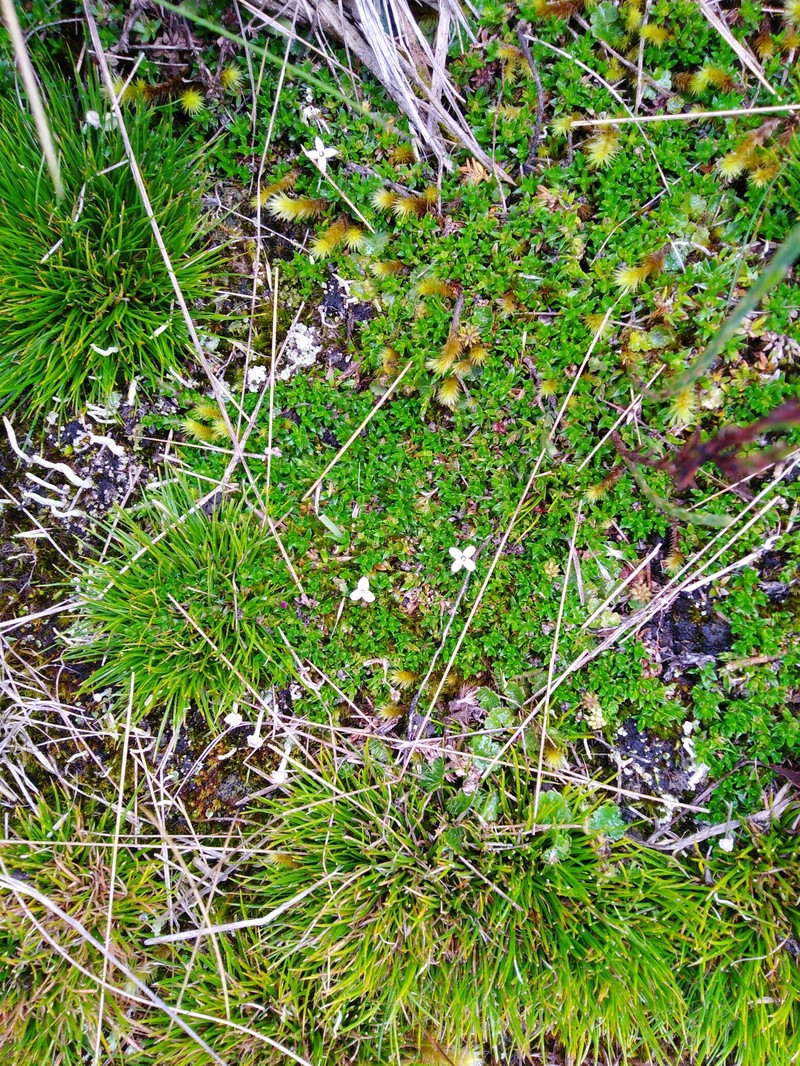 Arcytophyllum aristatum photo 4