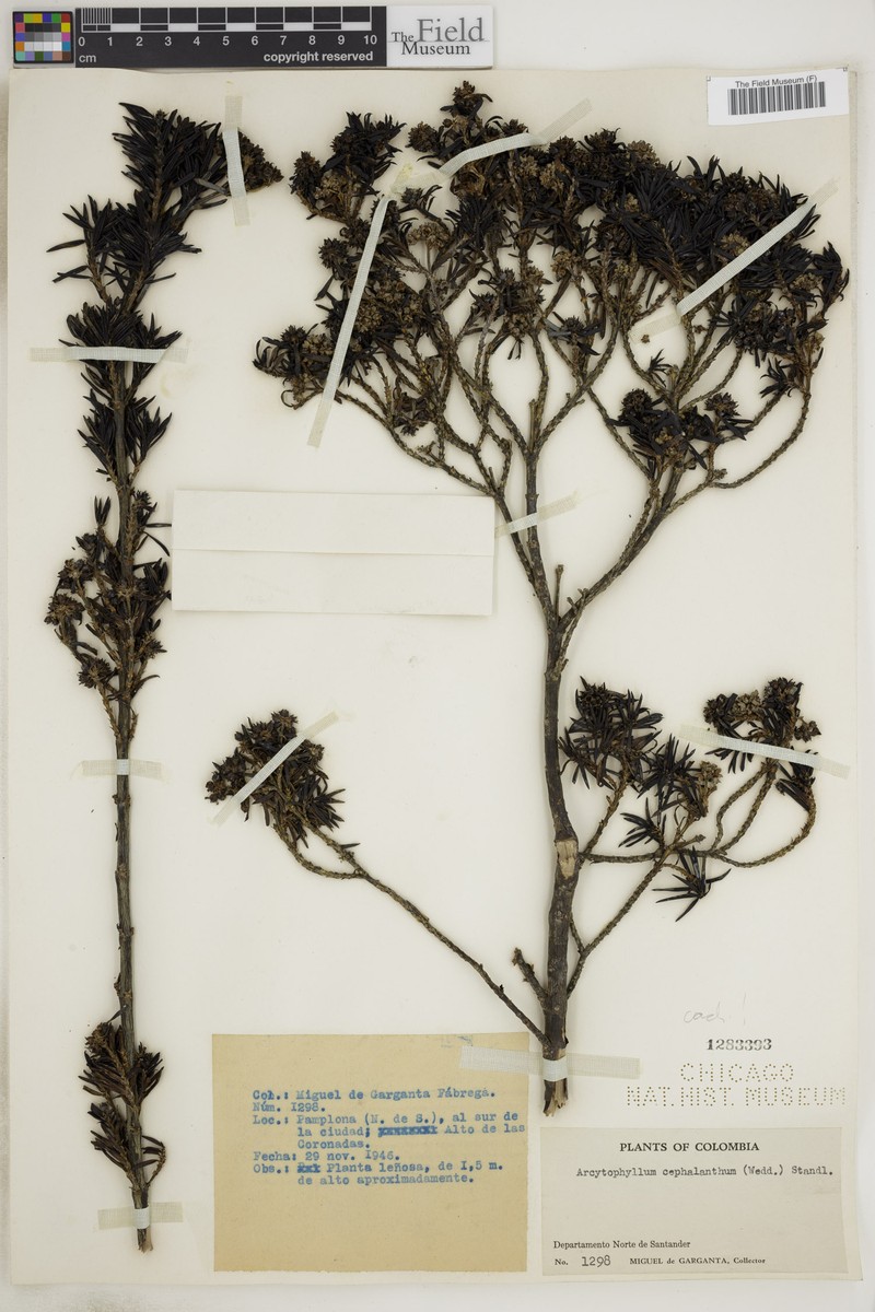 Arcytophyllum cachirense photo 2