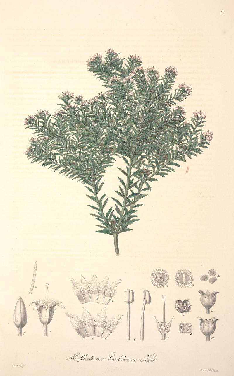 Arcytophyllum cachirense