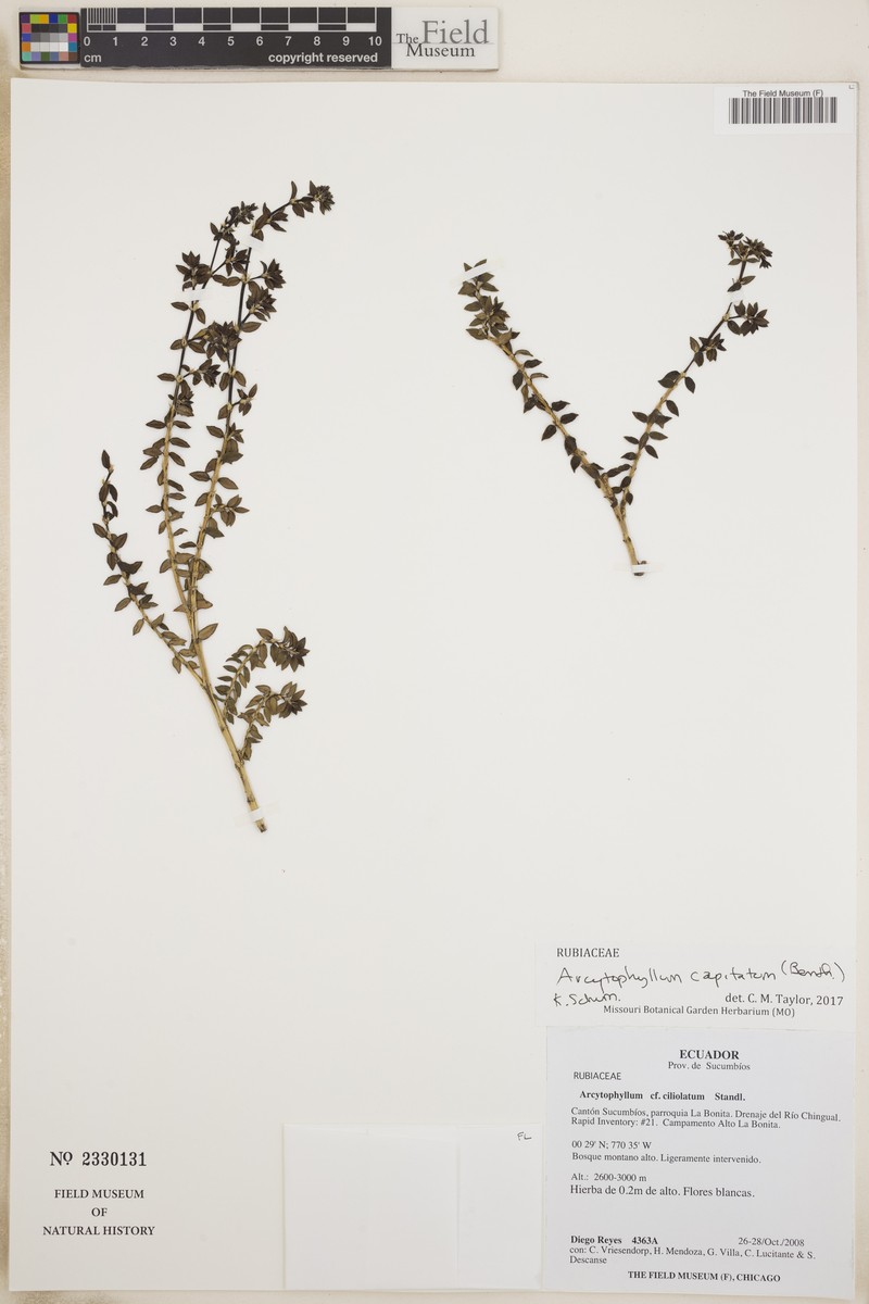 Arcytophyllum capitatum photo 2