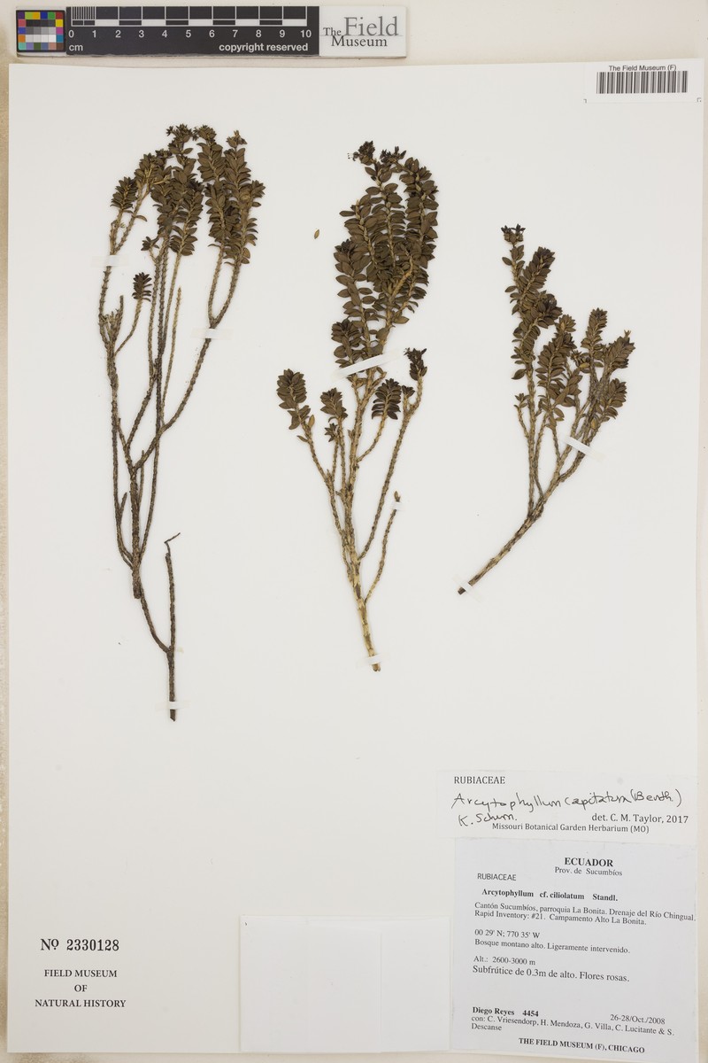 Arcytophyllum capitatum photo 3
