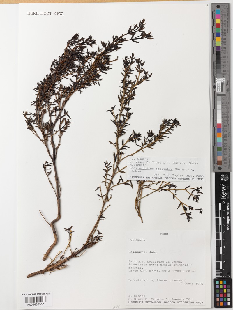 Arcytophyllum capitatum photo 4