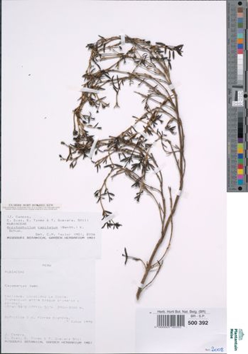 Arcytophyllum capitatum