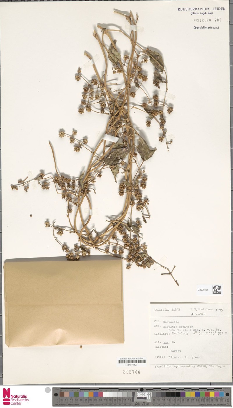 Arcytophyllum capitatum photo 2
