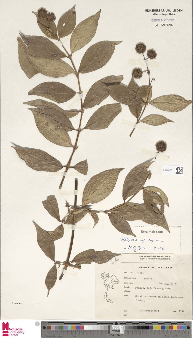 Arcytophyllum capitatum photo 3