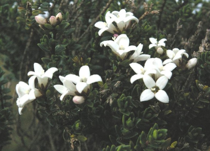 Arcytophyllum ciliolatum
