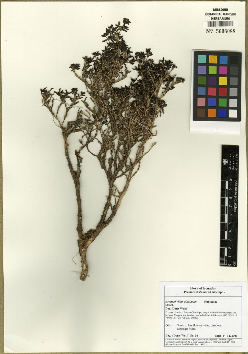 Arcytophyllum ciliolatum photo 2
