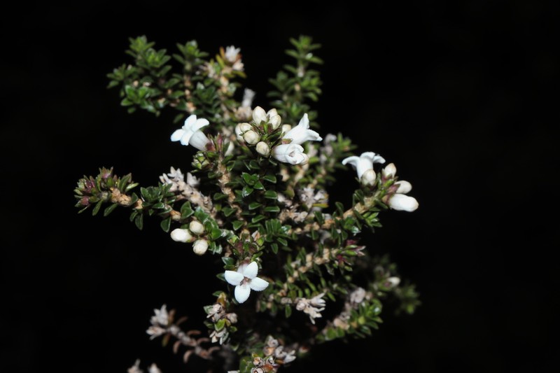 Arcytophyllum ericoides