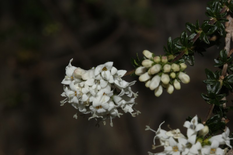 Arcytophyllum ericoides photo 2