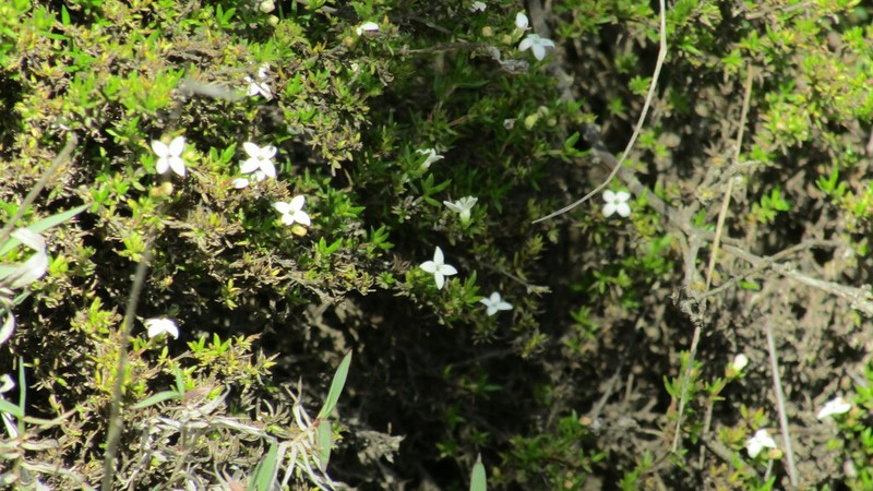 Arcytophyllum ericoides photo 3