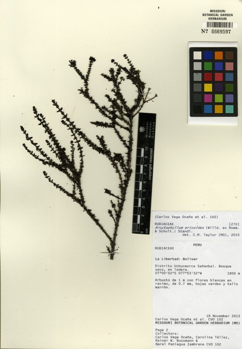 Arcytophyllum ericoides photo 4